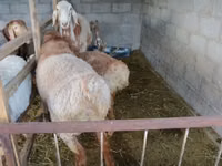 كبش, Rhon sheep — الصورة 2