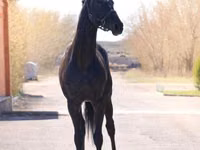 Hengst, Thoroughbred horse — Foto 6