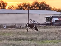 Vaca, Russian Black pied cattle — foto 2