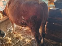 Bulle, Simmental cattle — Foto 2