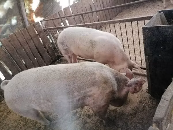 Säue, Schweine