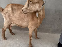 Goat, Alpine goat — photo 4