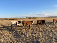 公牛, Cattle — 照片 1