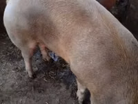 Schweine (Partie, Geschlecht nicht angegeben) — Foto 2