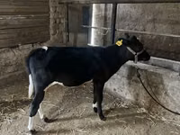 أبقار (دفعة، الجنس غير محدد), Russian Black pied cattle — الصورة 7