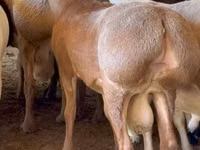 Қошқар, Blackheaded Persian sheep — 1-сурет