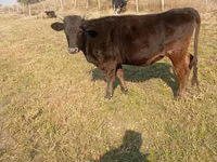 गाय, Swiss cattle — फ़ोटो 2
