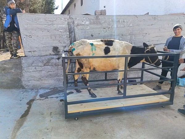 Rinder (Partie, Geschlecht nicht angegeben), Rinder — Usbekistan