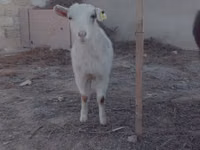 母山羊, Saanen goat — 照片 2