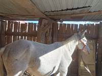 Horse (M), Horses — photo 1