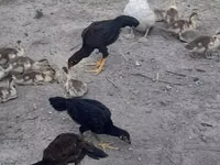 Chickens — Foto 5