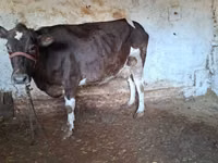母牛, Cattle — 照片 2