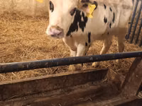 Bulle, Russian Black pied cattle — Foto 5