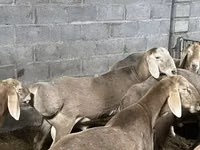 Ram, Arashan sheep — photo 6