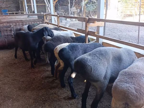 Schaf, Rhon sheep