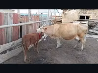 Sigir, Latvian Blue cattle — 1-rasm