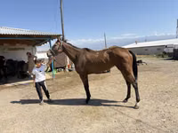 Stute, Arabian horse — Foto 5
