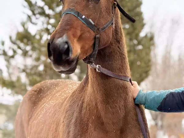 Stute, Akhal-Teke