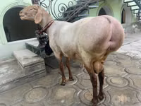 Ram, Sheep — photo 3