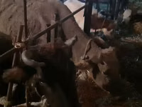 母牛, Cattle — 照片 4