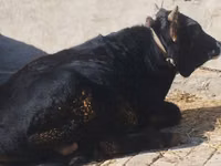 公牛, Cattle — 照片 1