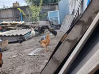 Chickens — 5-rasm