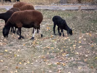 母羊, Sheep — 照片 3