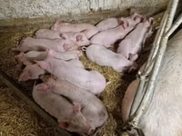 Schweine (Partie, Geschlecht nicht angegeben), Schweine — Foto 3