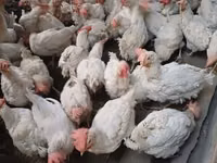 Chickens — Foto 3