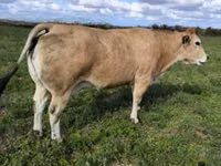 ثور, Partenaise cattle — الصورة 1
