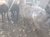 Widder, Arashan sheep — Foto 5