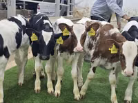 Rinder (Partie, Geschlecht nicht angegeben), Simmental cattle — Foto 5