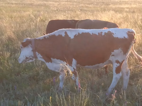 母牛, Latvian Blue cattle — 哈萨克斯坦