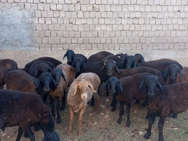 Widder, Blackheaded Persian sheep