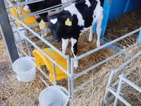 सांड, Swiss cattle — फ़ोटो 2