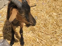 تيس, Alpine goat — الصورة 3
