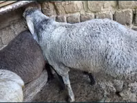 كبش, الأغنام — الصورة 1