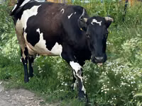 गाय, Russian Black pied cattle — फ़ोटो 3