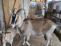 Ziege, Alpine goat — Foto 3