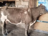 Sigir, Latvian Blue cattle — 8-rasm