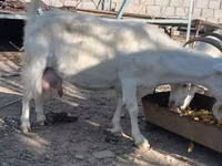 تيس, Saanen goat — الصورة 7