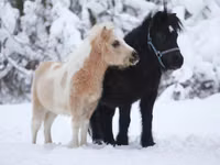 Hengst, American shetland pony — Foto 5