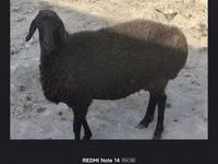 Schafe (Partie, Geschlecht nicht angegeben), Schafe — Foto 1