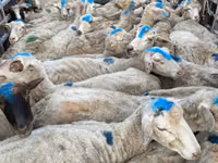Sheep, Sheep — photo 5
