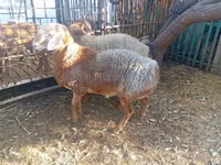 Widder, Hissar sheep — Foto 8