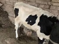 أبقار (دفعة، الجنس غير محدد), Russian Black pied cattle — الصورة 4