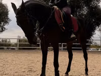 Stute, Friesian sport horse — Foto 4