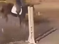 Ат, Унгар полукровка — сүрөт 2