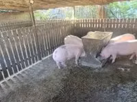Säue, Schweine — Foto 5