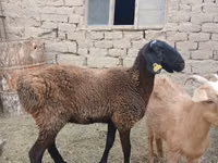 Ram, Sheep — photo 2